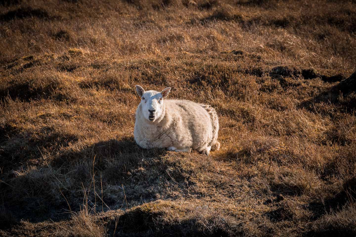 Schottland Fotomotiv - Staunendes Schaf