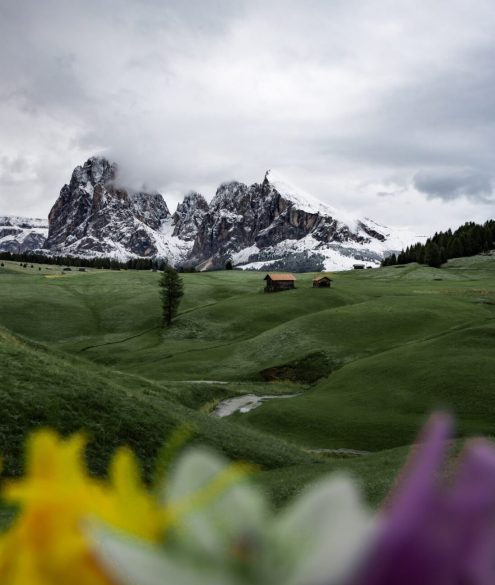 Seiser Alm Fotospots mit Blumen im Vordergrund und Blick auf die Berge
