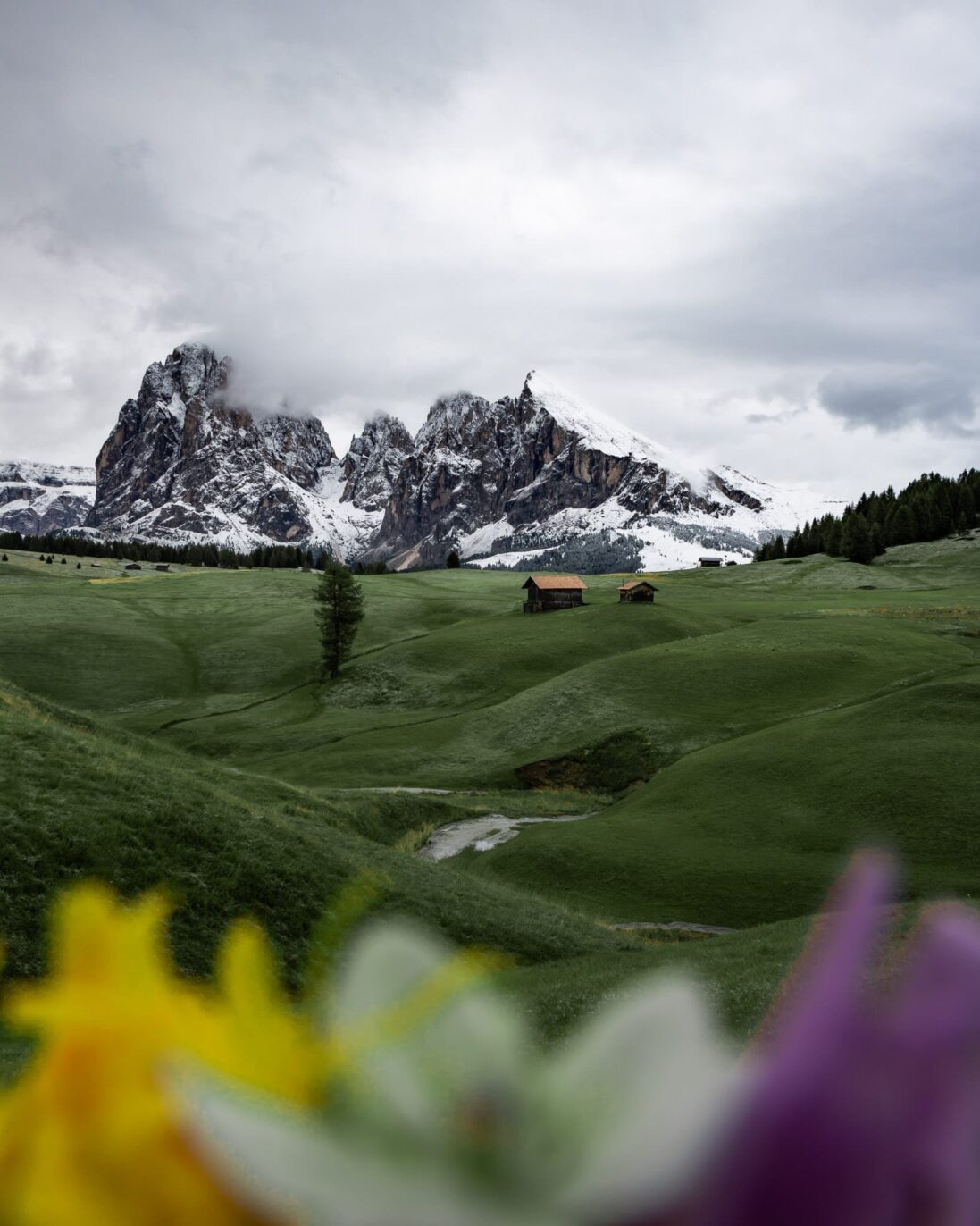 Seiser Alm Fotospots mit Blumen im Vordergrund und Blick auf die Berge