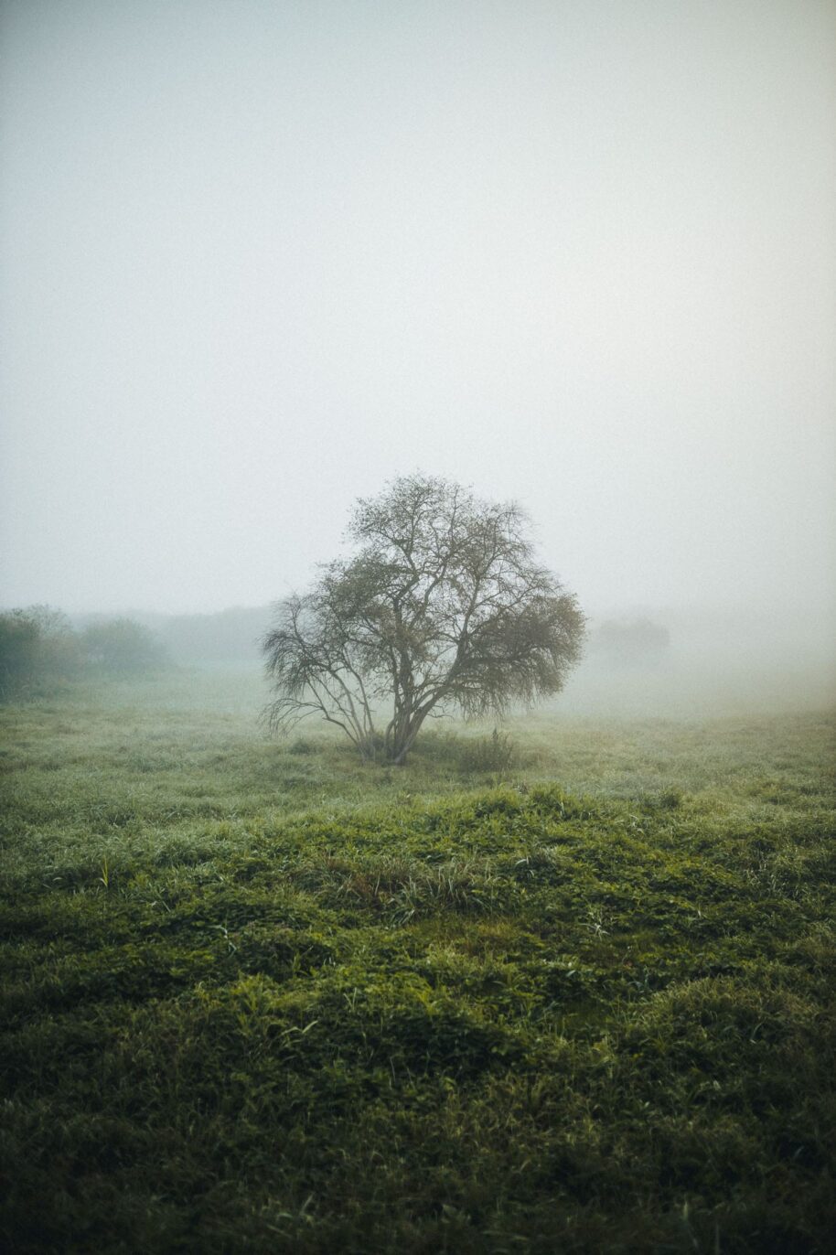 Ein einsamer Baum umgeben von Nebel am Mindelsee am Bodensee