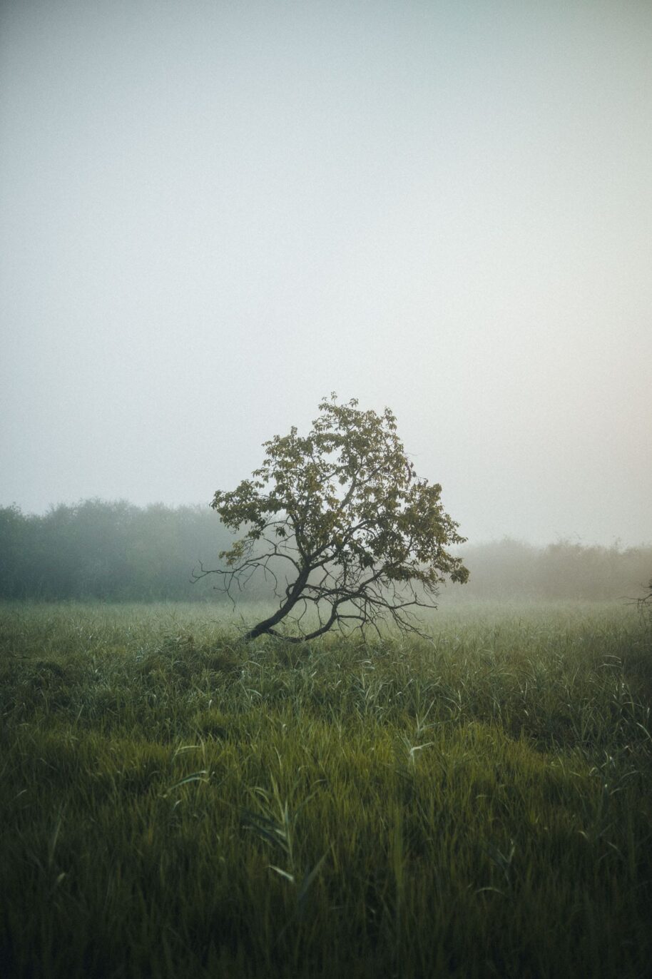 Ein einsamer Baum umgeben von Nebel am Mindelsee am Bodensee