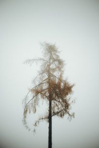 Eine Hommage an den Nebel | BinMalKuerzWeg
