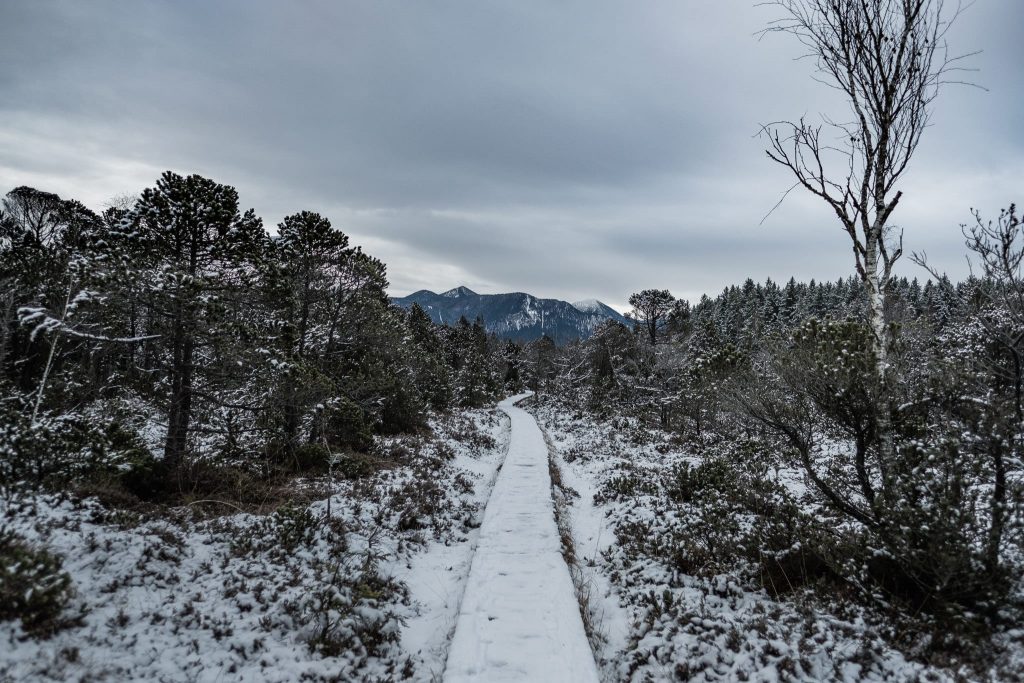 Der Bohlenweg im Murnauer Moos im Winter
