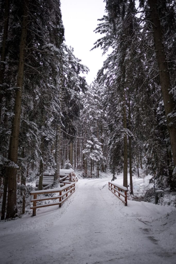 Taubenberg Wanderung über die Forststraße im Winter