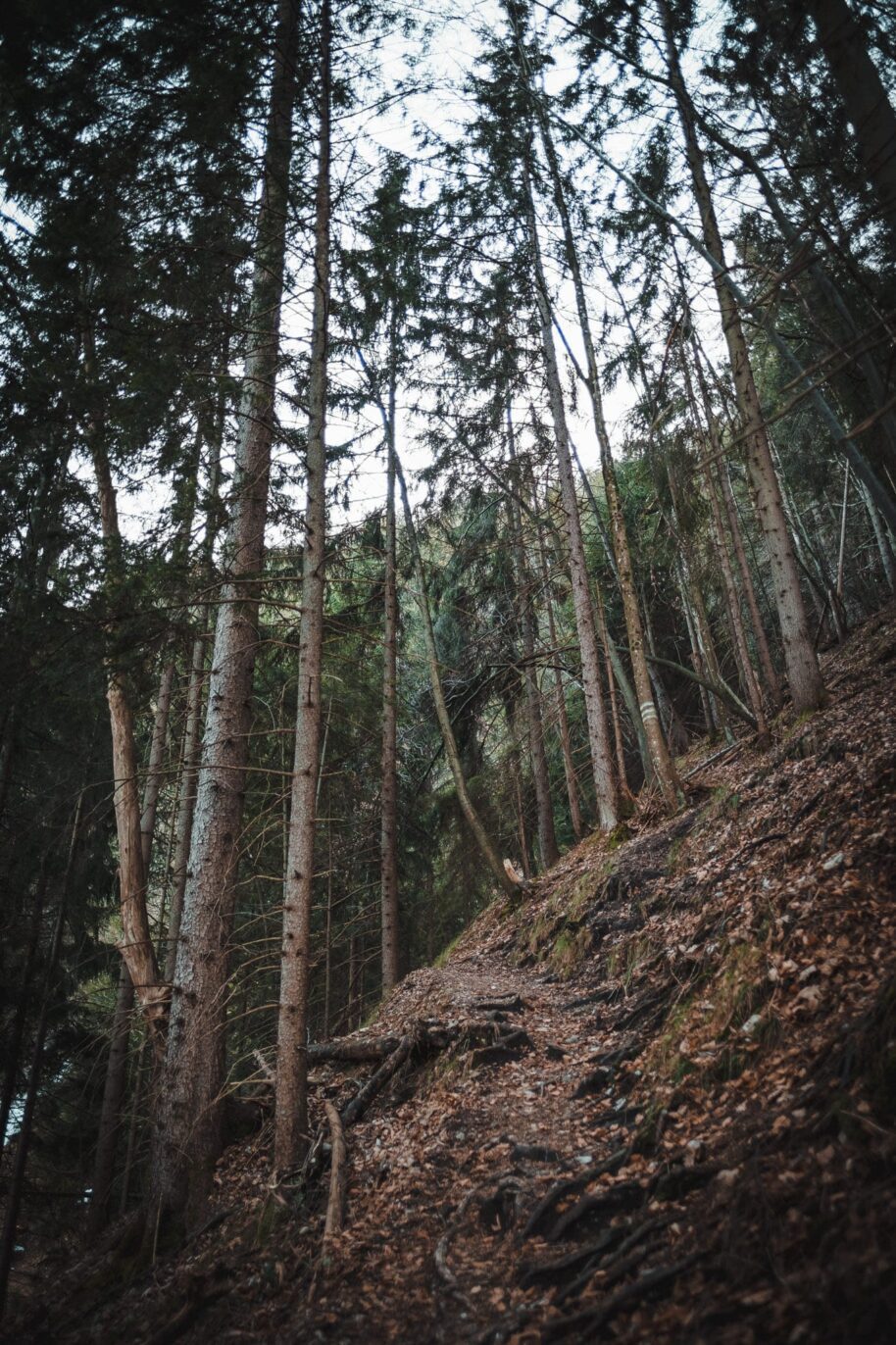 Der steile Waldweg auf er Sonnenspitz Wanderung